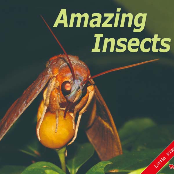 《Amazing Insects》幼兒真實自然昆蟲英語啟蒙書