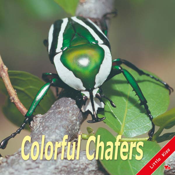 《Colorful Chafers》幼兒真實昆蟲圖片英語啟蒙書